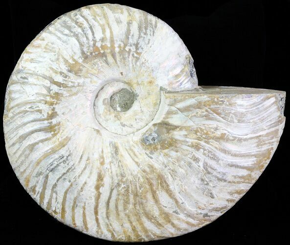 Silver Iridescent Ammonite - Madagascar #61507
